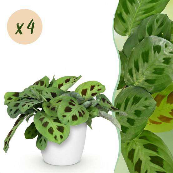 Maranta Fascinator Kerchoveana - H35cm - Image 3
