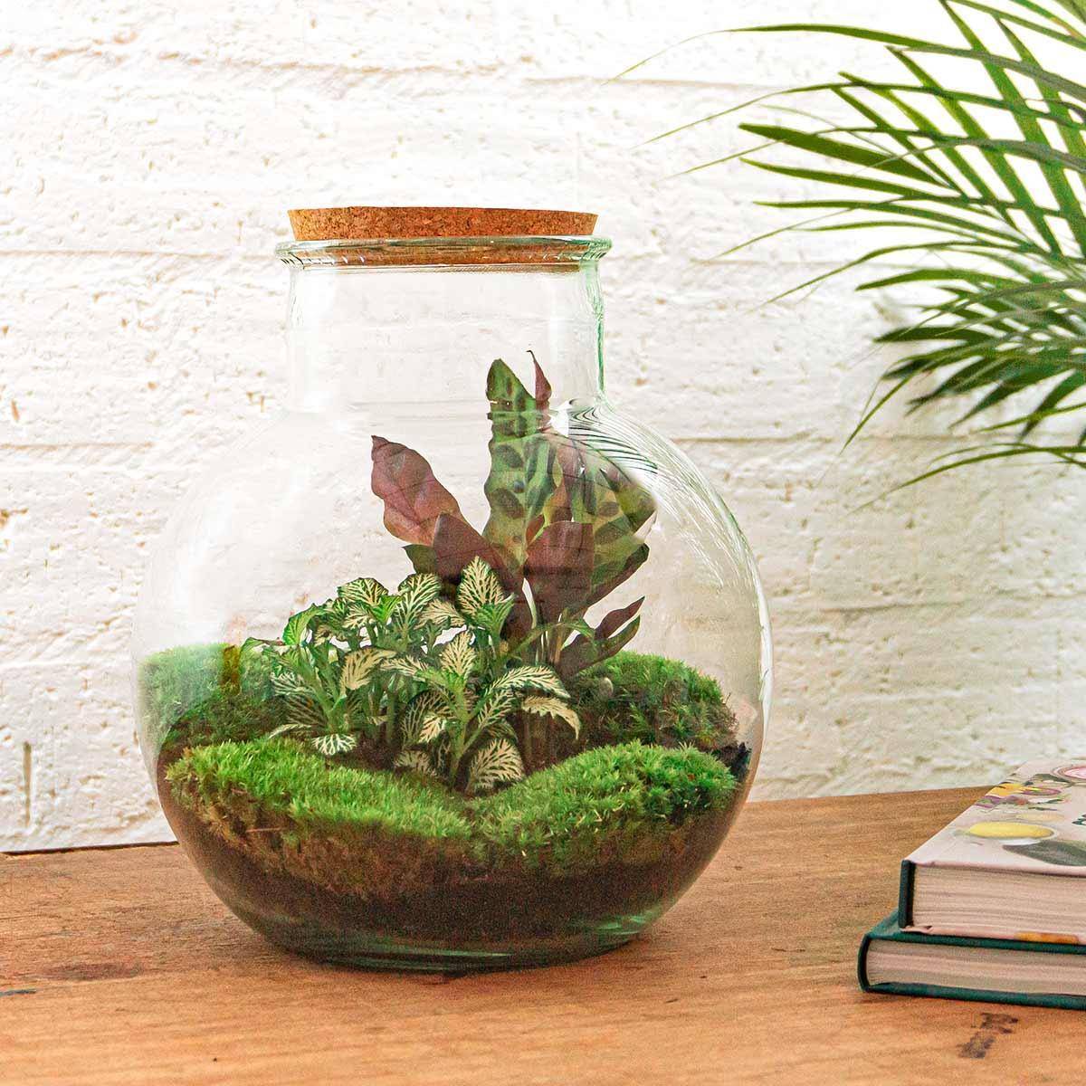 Diy Terrarium - H27cm - Image 2