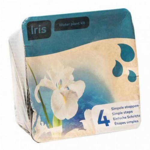 Kit de 2 plantes aquatiques - bassin et fontaine - Iris jaune - Image 5