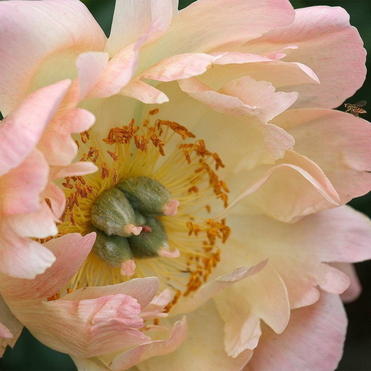 Promesse de Fleurs - Pivoine lactiflora King's Day Souche 3/5 yeux