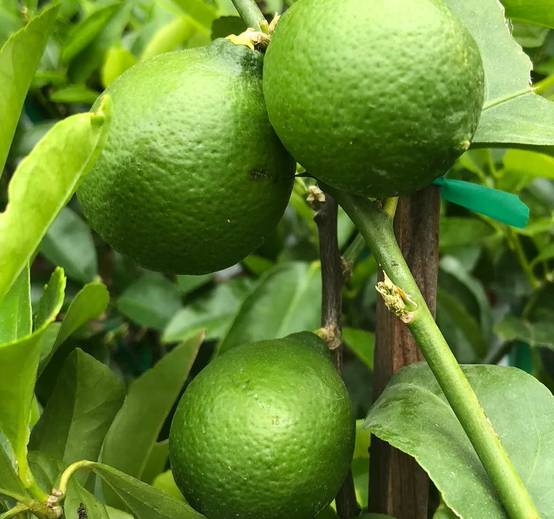 0 - Citrus aurantifolia bears (citron vert gros fruit) Pot de 10 litres - 140/160 cm - Image 1
