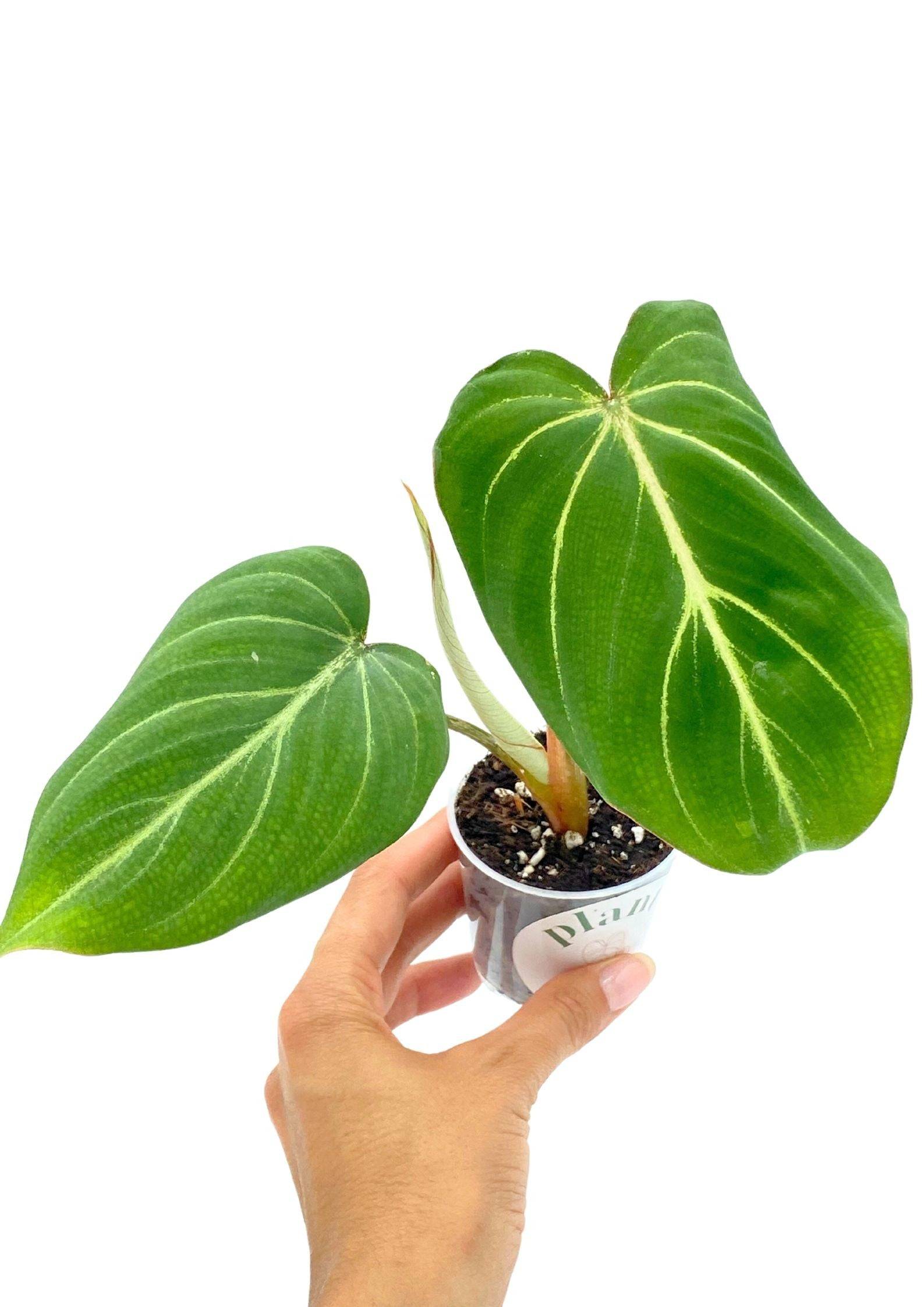 Philodendron Gloriosum - Pot de 6cm - Plantes d'intérieur - Image 1
