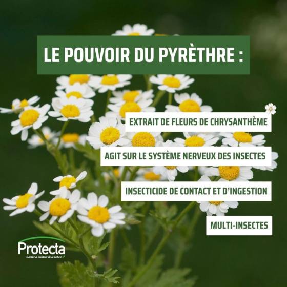 Protecta - Protecta - Lot de 6 recharges pour diffuseur d'insecticides - Image 5