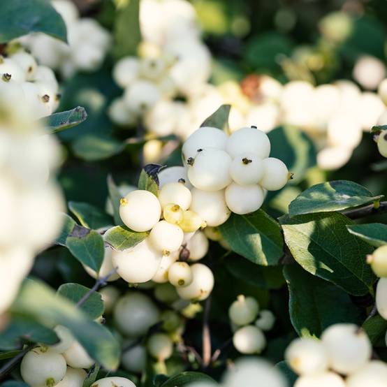 Symphorine - Symphoricarpos doorenbosii White Hedge Pot de 2L/3L - Image 1
