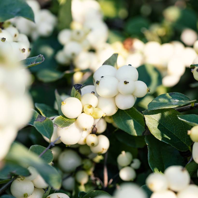 Symphorine - Symphoricarpos doorenbosii White Hedge Pot de 2L/3L - Image 1