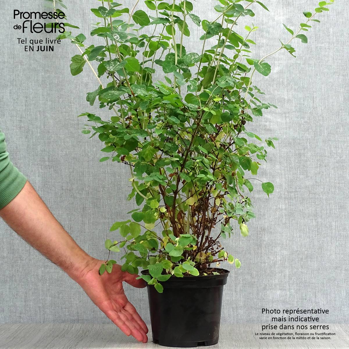 Symphorine - Symphoricarpos doorenbosii White Hedge Pot de 2L/3L - Image 2