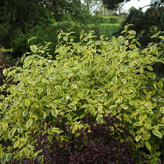 Promesse de Fleurs - Cornus sericea Hedgerow's Gold - Cornouiller stolonifère Pot de 3L/4L