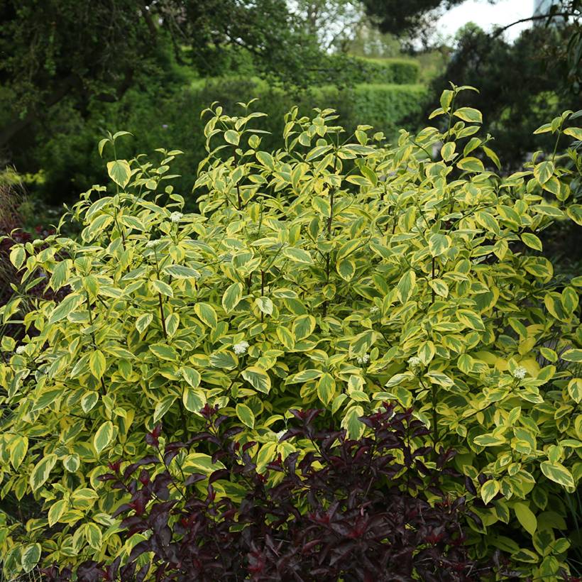 Promesse de Fleurs - Cornus sericea Hedgerow's Gold - Cornouiller stolonifère Pot de 3L/4L