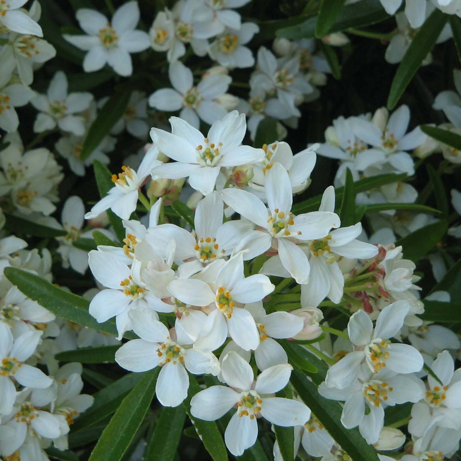 Promesse de Fleurs - Choisya Aztec Pearl - Oranger du Mexique Pot de 2L/3L