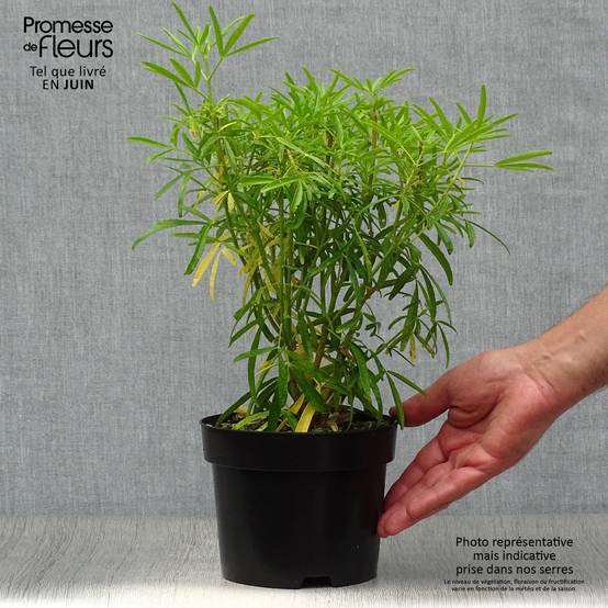 Choisya Aztec Pearl - Oranger du Mexique Pot de 2L/3L - Image 2