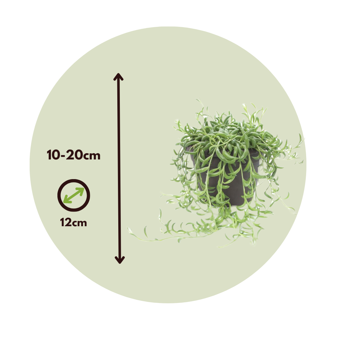 Plant In A Box - Collier de perles - Senecio radicans - Hauteur 10-20cm - ⌀12cm - Image 6