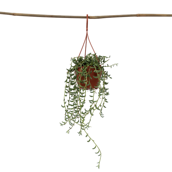 Plant In A Box - Collier de perles - Senecio radicans - Hauteur 10-20cm - ⌀12cm - Image 1