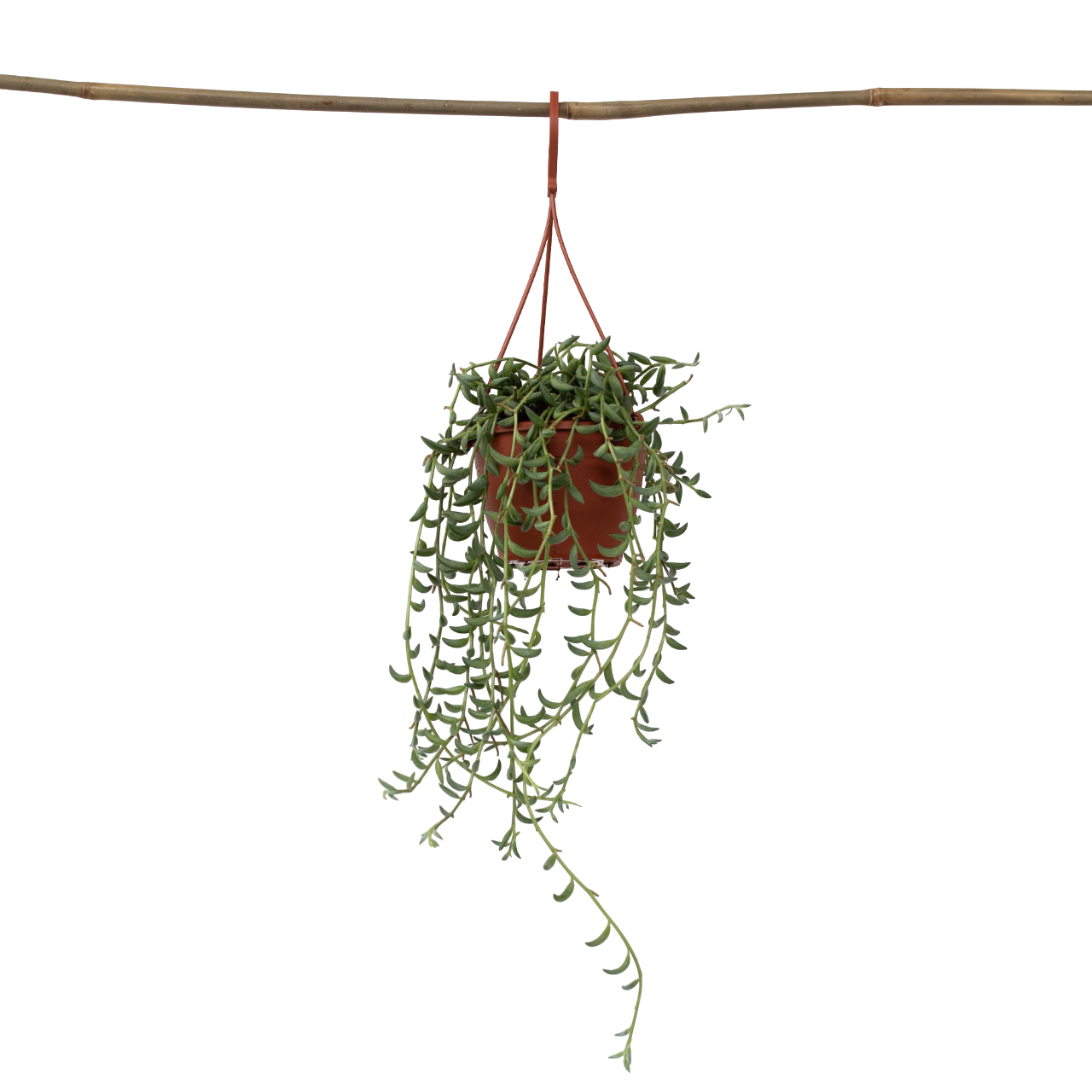 Plant In A Box - Collier de perles - Senecio radicans - Hauteur 10-20cm - ⌀12cm - Image 1