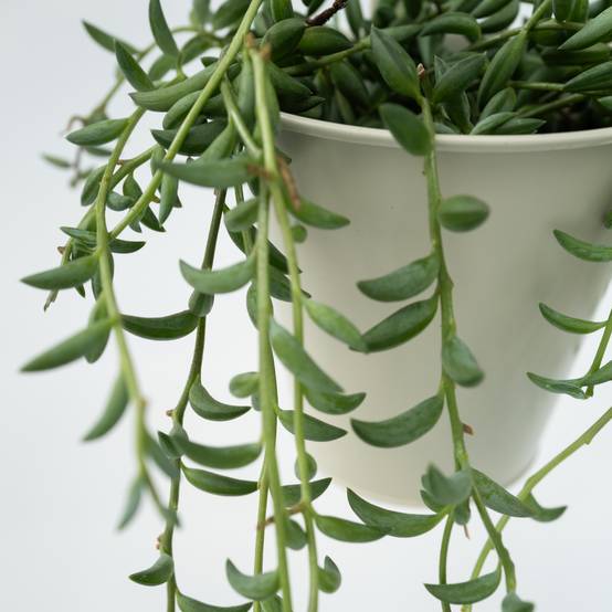 Plant In A Box - Collier de perles - Senecio radicans - Hauteur 10-20cm - ⌀12cm - Image 4