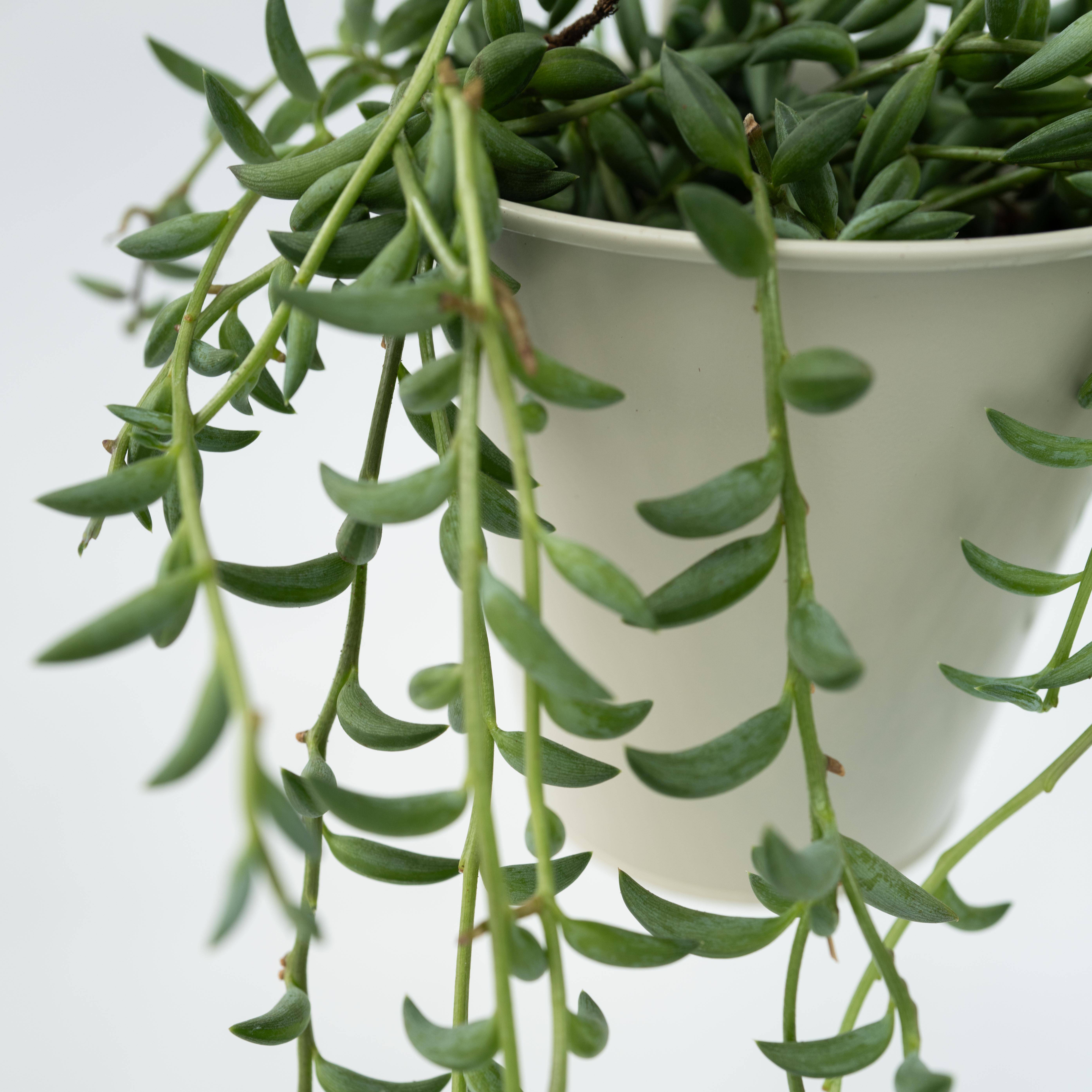 Plant In A Box - Collier de perles - Senecio radicans - Hauteur 10-20cm - ⌀12cm - Image 4