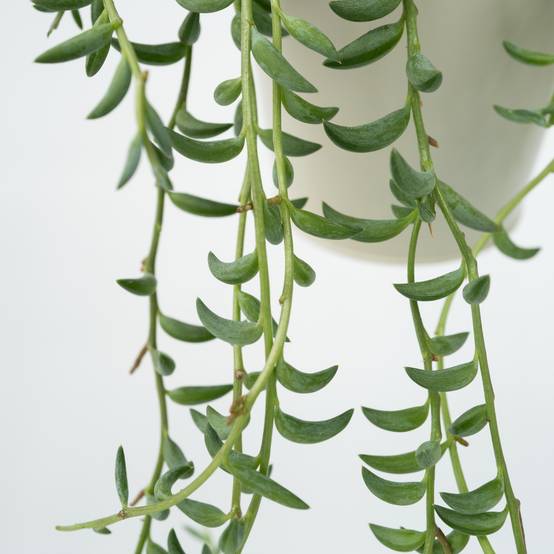 Plant In A Box - Collier de perles - Senecio radicans - Hauteur 10-20cm - ⌀12cm - Image 5