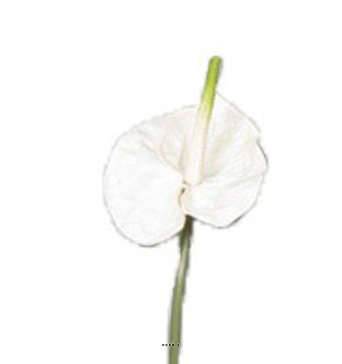 Artificielles - Tige Anthurium artificiel L 66 cm Crème - couleur: Crème - Image 2