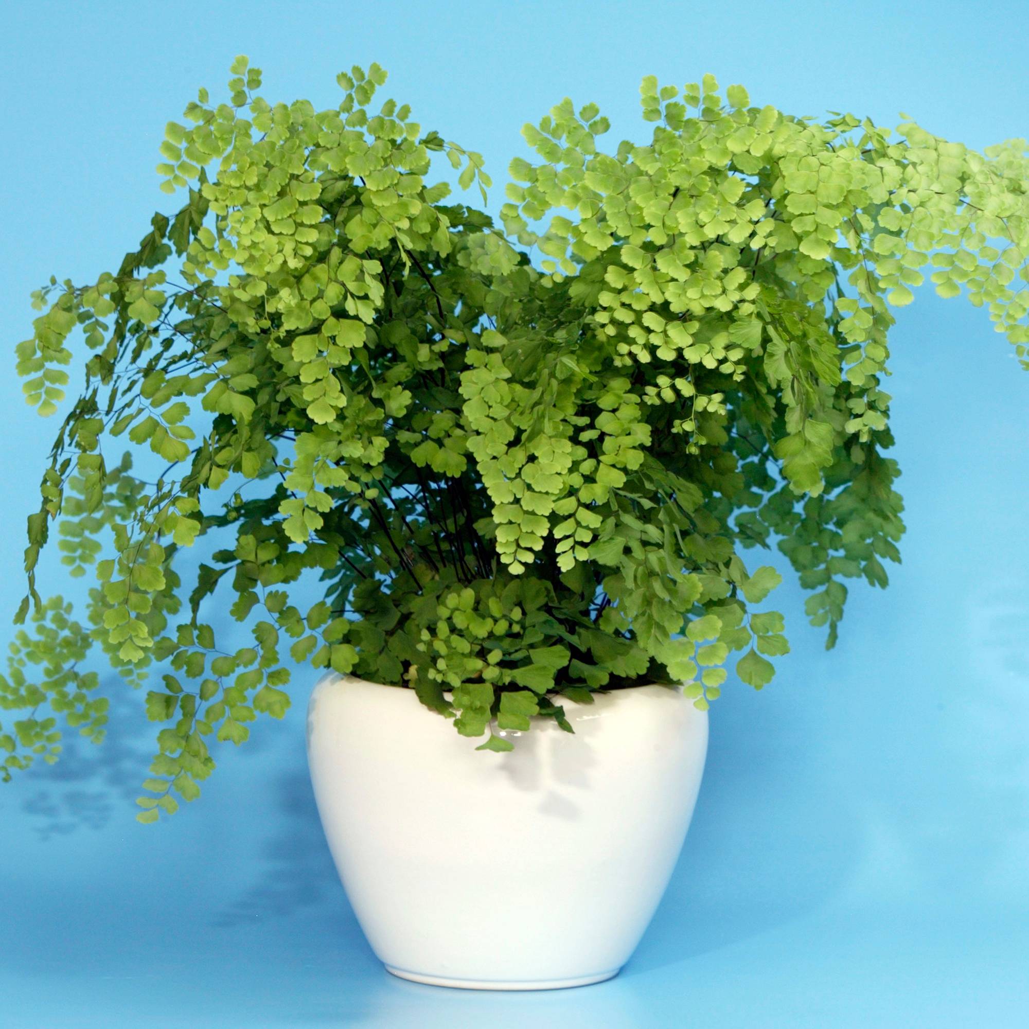 Gardenersdream - Adiantum Fragrans Delta Plante Tropicale Cheveux De Vénus Fougère D'Intérieur Vivante| Pot De 12 Cm - GardenersDream