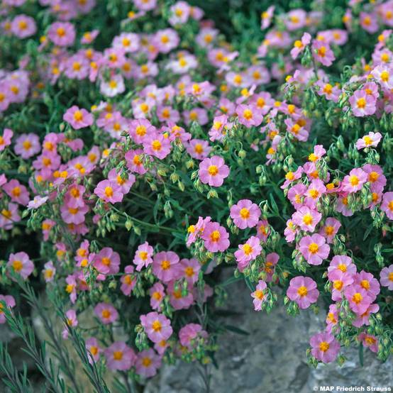 Promesse de Fleurs - Helianthemum Lawrenson's Pink - Hélianthème rose et jaune Godet de 8/9 cm