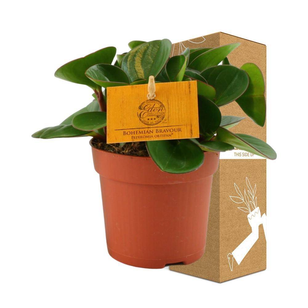 La Green Touch - Peperomia obtusifolia - H 15 cm, pot Ø10 cm - Image 3