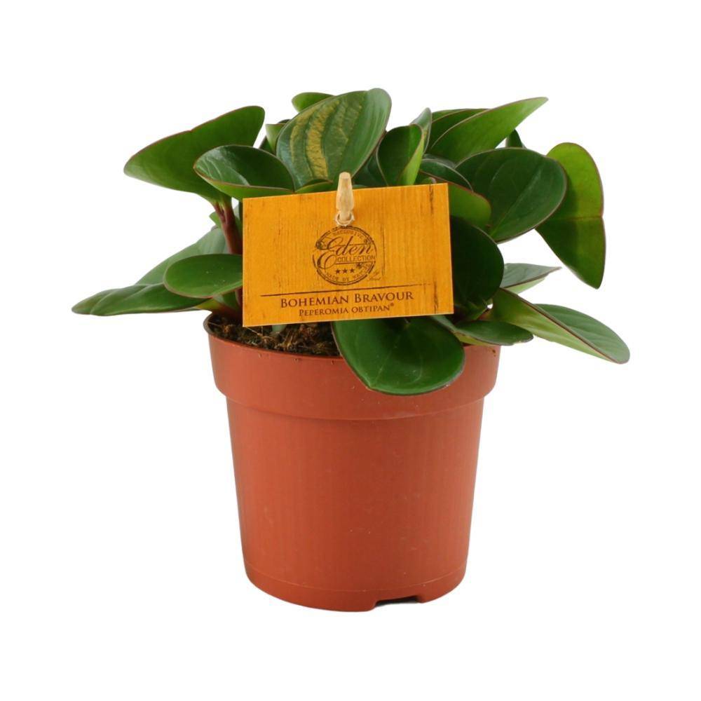 La Green Touch - Peperomia obtusifolia - H 15 cm, pot Ø10 cm - Image 1