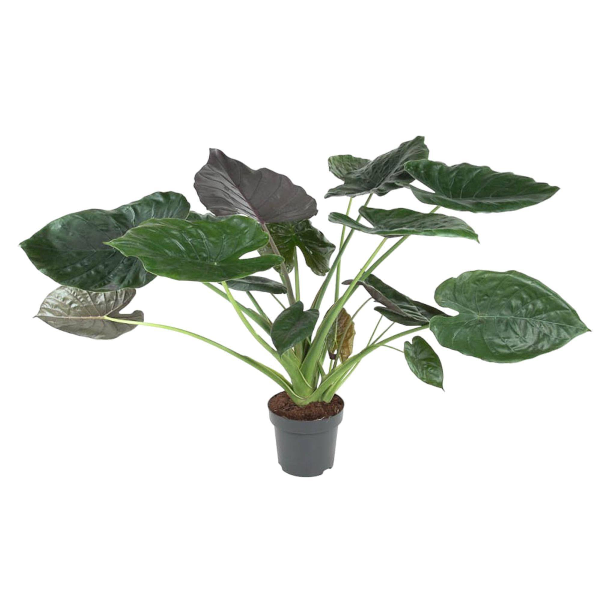 Alocasia Wentii 120cm - Plante d'intérieur- La Green Touch - Image 1