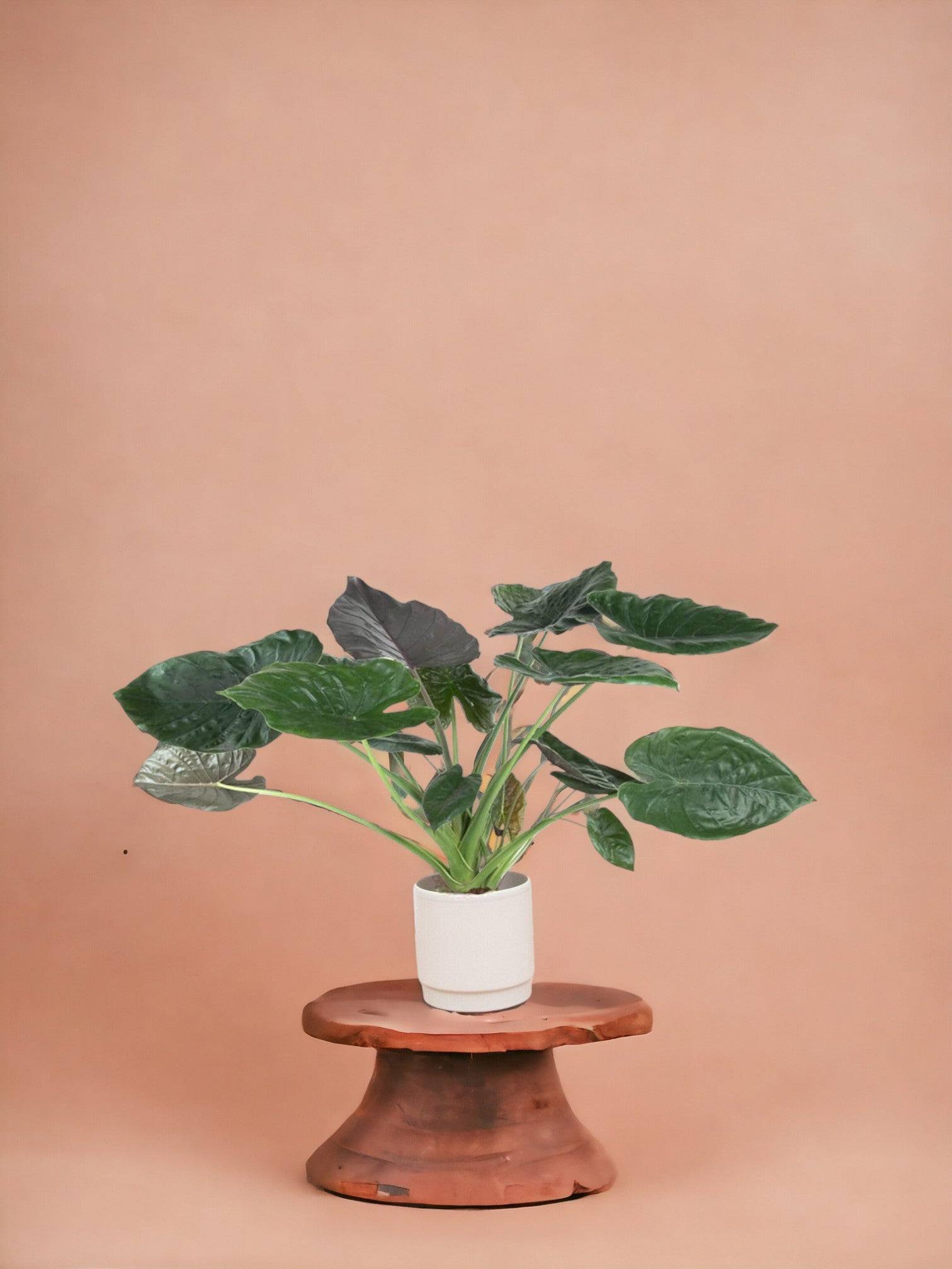 Alocasia Wentii 120cm - Plante d'intérieur- La Green Touch - Image 2