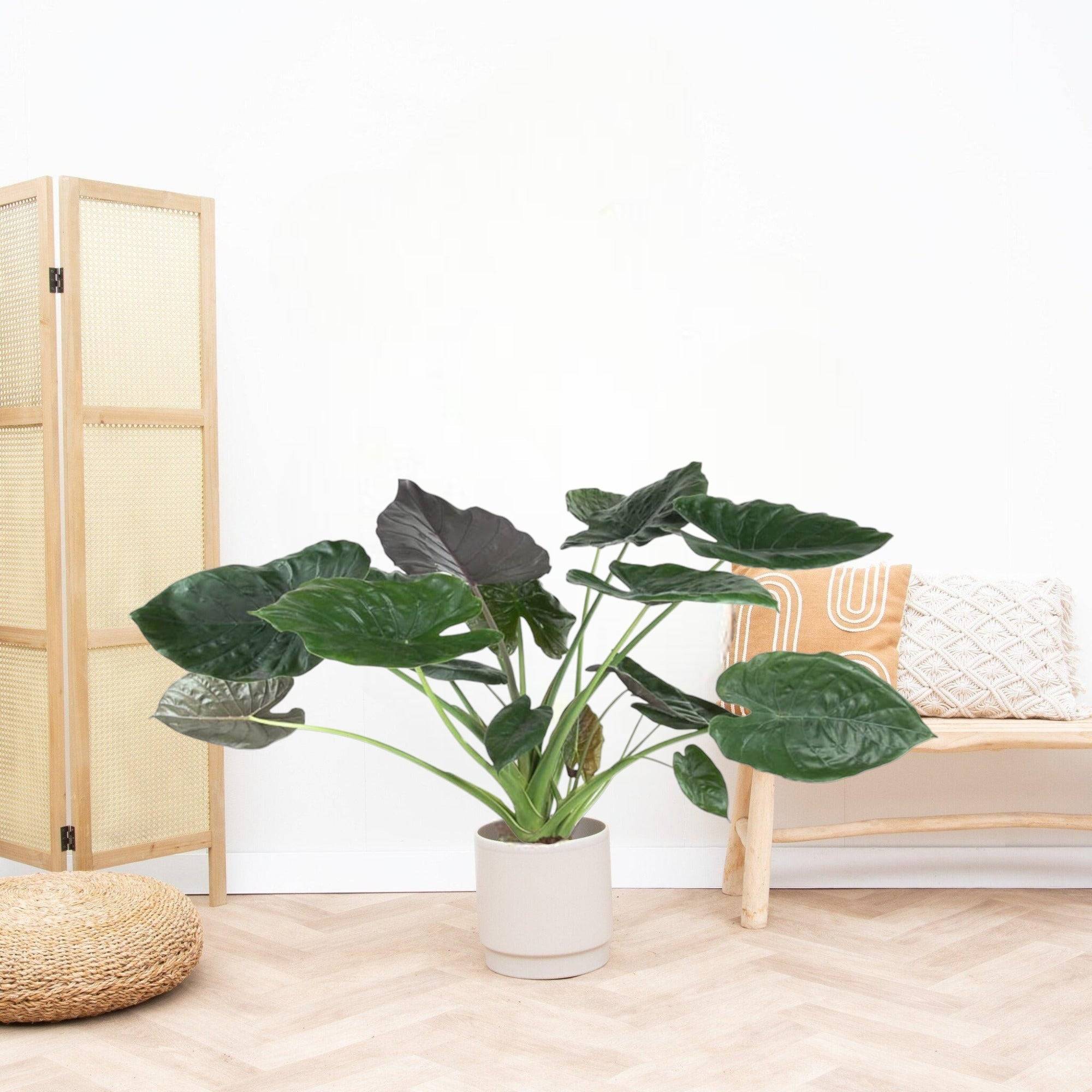 Alocasia Wentii 120cm - Plante d'intérieur- La Green Touch - Image 3