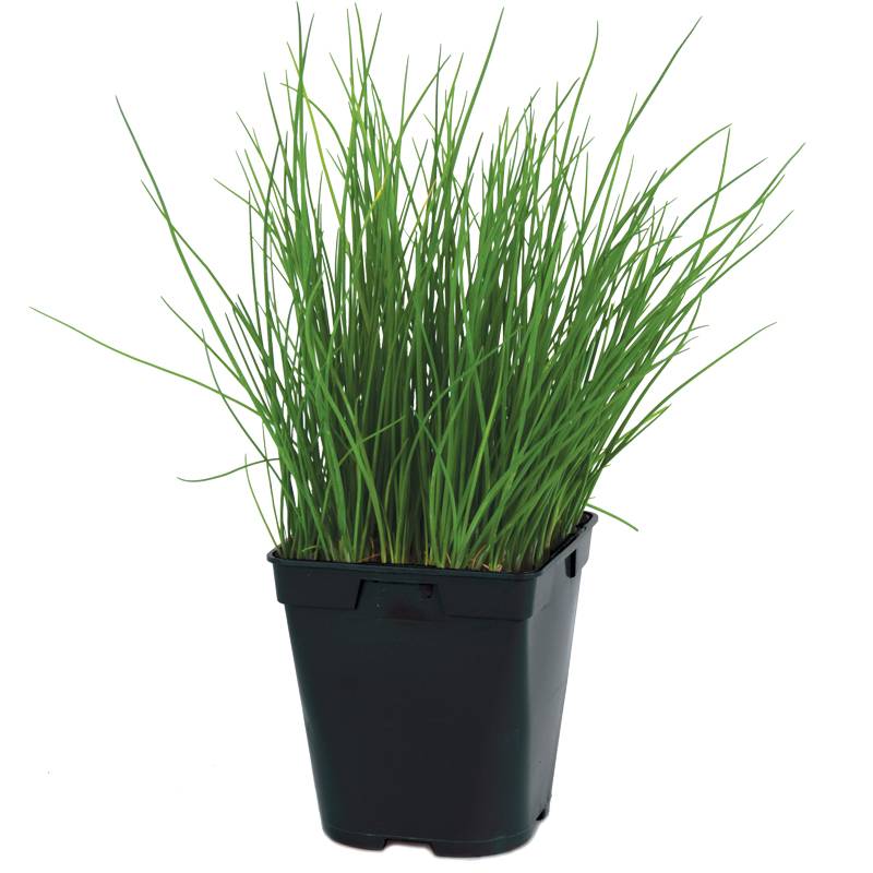 Ciboulette pot de 1 litre - Image 1