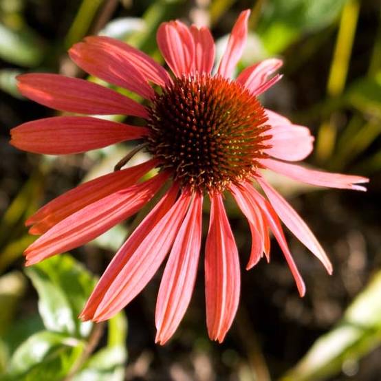 Echinacea purpurea Sundown - Rudbeckia pourpre Godet de 8/9 cm