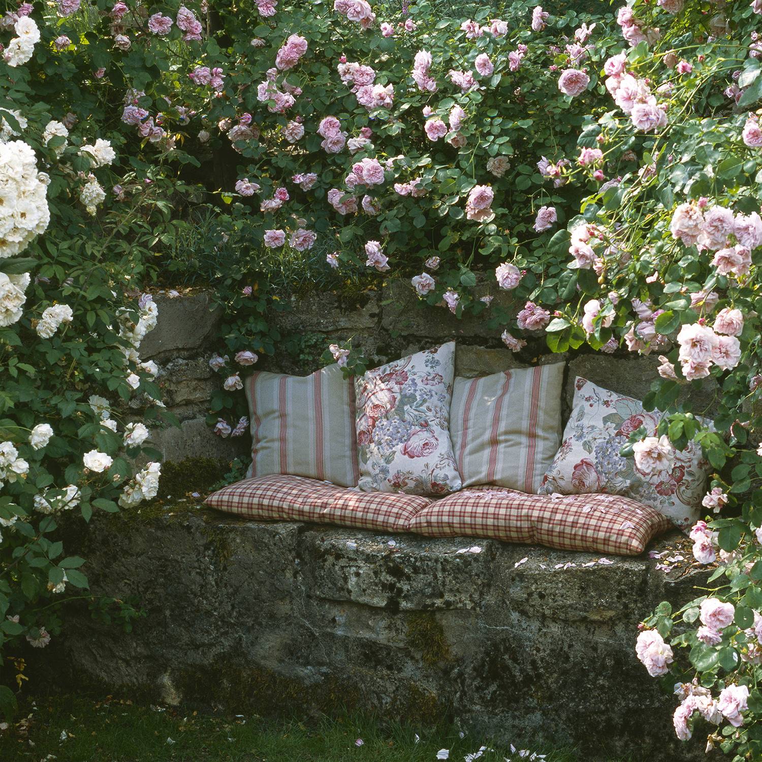 Collection rosiers grimpants romantiques - Collection de 2 plantes