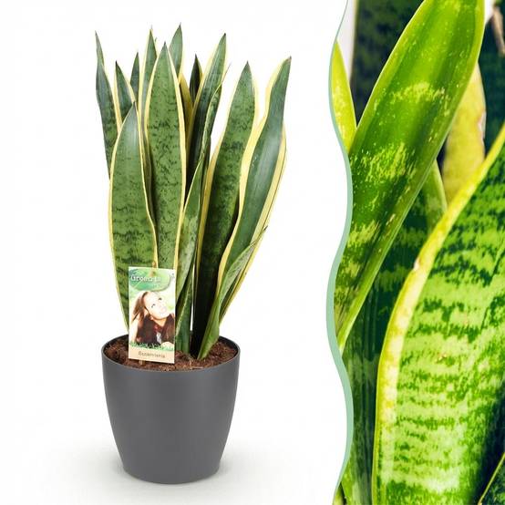 Sansevieria Laurentii - H75cm - Image 2