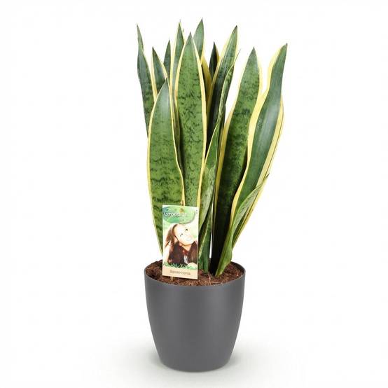 Sansevieria Laurentii - H75cm - Image 4