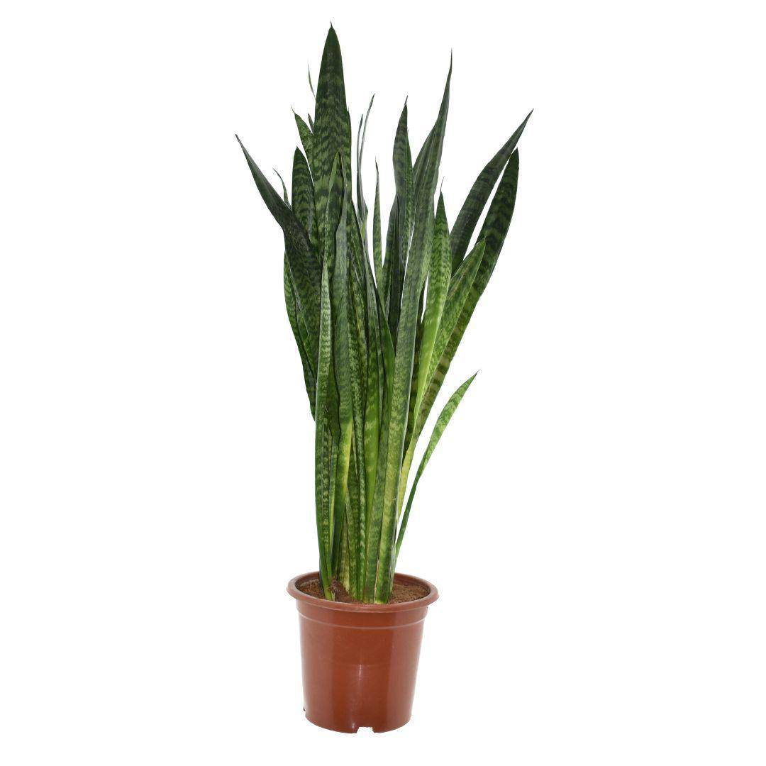 La Green Touch - Sansevieria zeylanica - Langue de belle-mère - H 120 cm, pot Ø27 cm