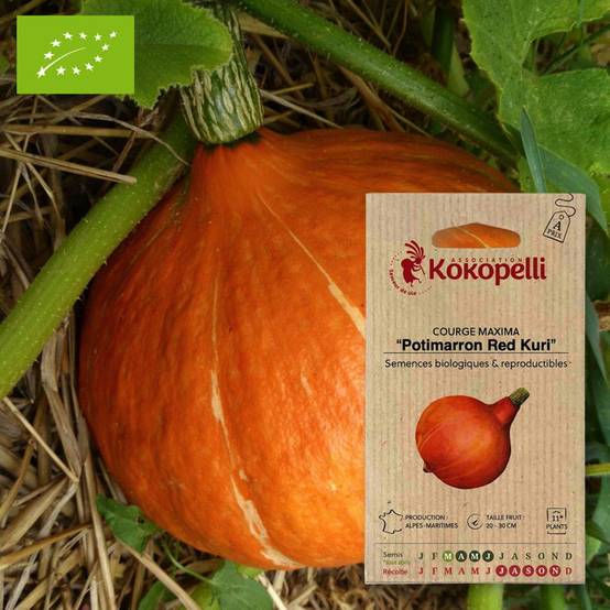 Association Kokopelli - Courge Potimarron Red Kuri- Graines bio à semer - Image 1