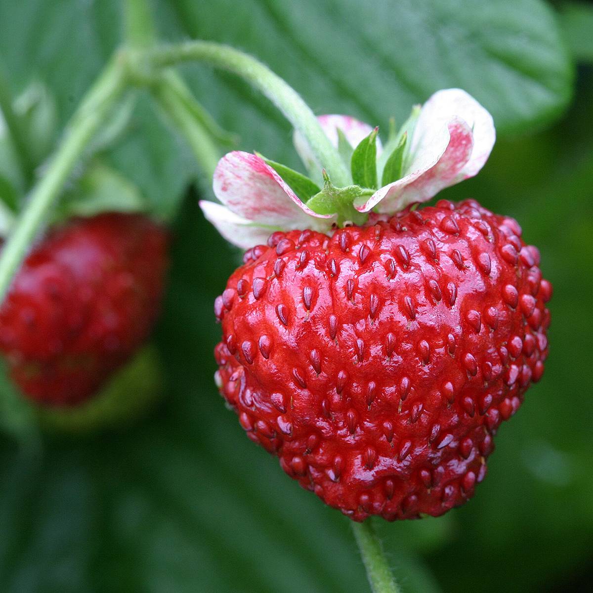 Graines de Fraisier des bois Mignonette - Fragaria vesca  le sachet de 30 graines environ