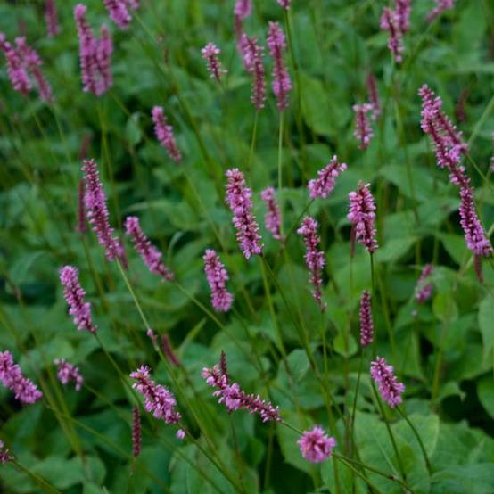 Renouée - Persicaria amplexicaulis High Society Godet de 8/9 cm