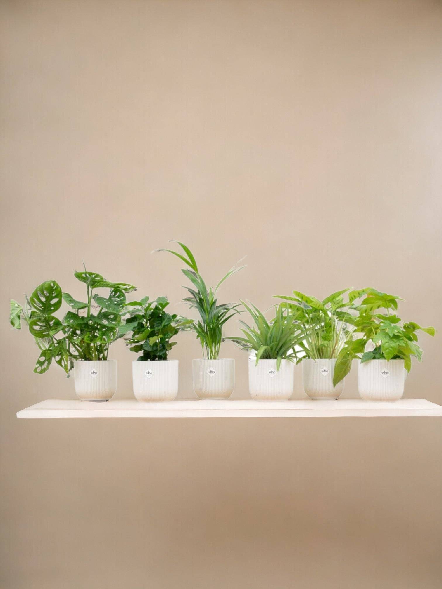 La Green Touch - Box surprise 6 plantes+ Cache-Pot- La Green Touch  - Hauteur 30cm - Image 1
