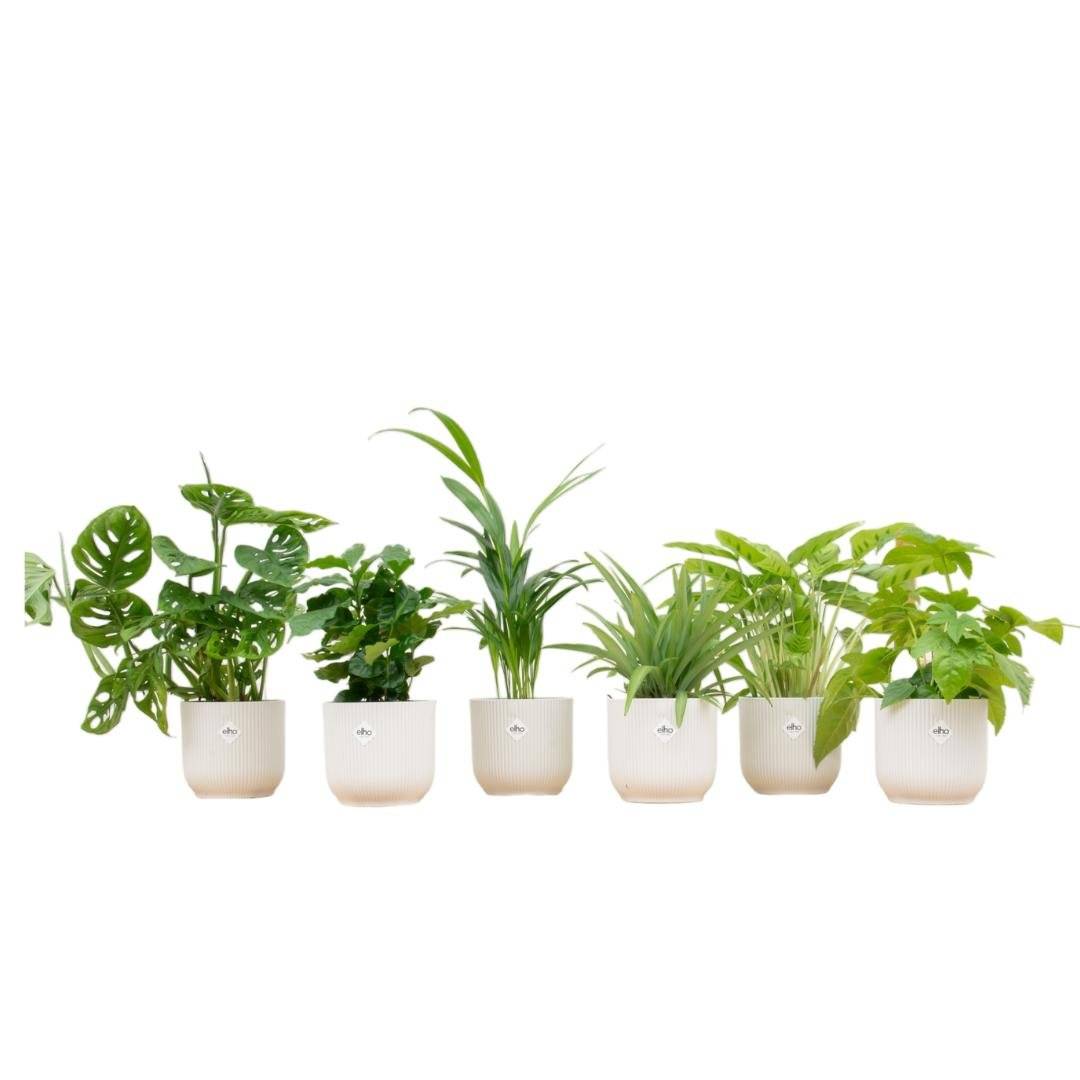 La Green Touch - Box surprise 6 plantes+ Cache-Pot- La Green Touch  - Hauteur 30cm - Image 2