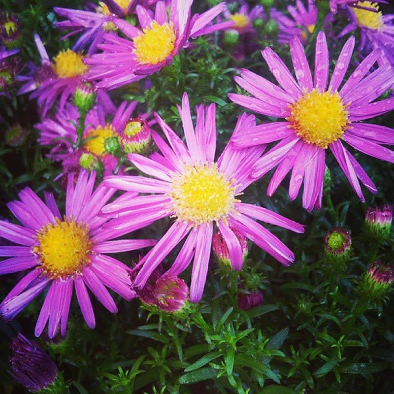 Aster dumosus Bahamas - Aster nain Pot de 2L/3L