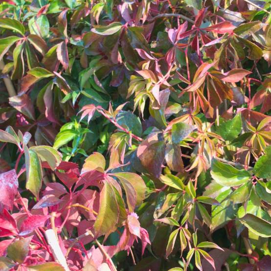 Vigne Vierge quinquefolia Murorum - Pot de 1,5L - Tuteur bambou 30/60 cm - Image 1