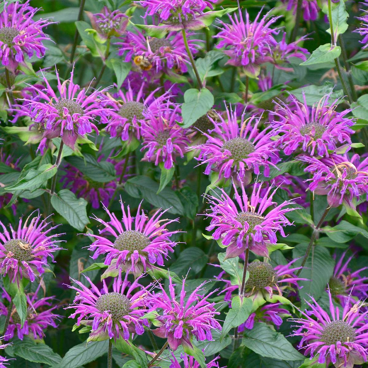 Monarde Prärienacht - Bergamote Lilas pourpre Godet de 8/9 cm