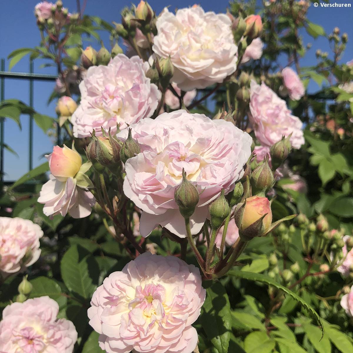 Rosier grimpant Siluetta Romantic Pot de 4L/5L