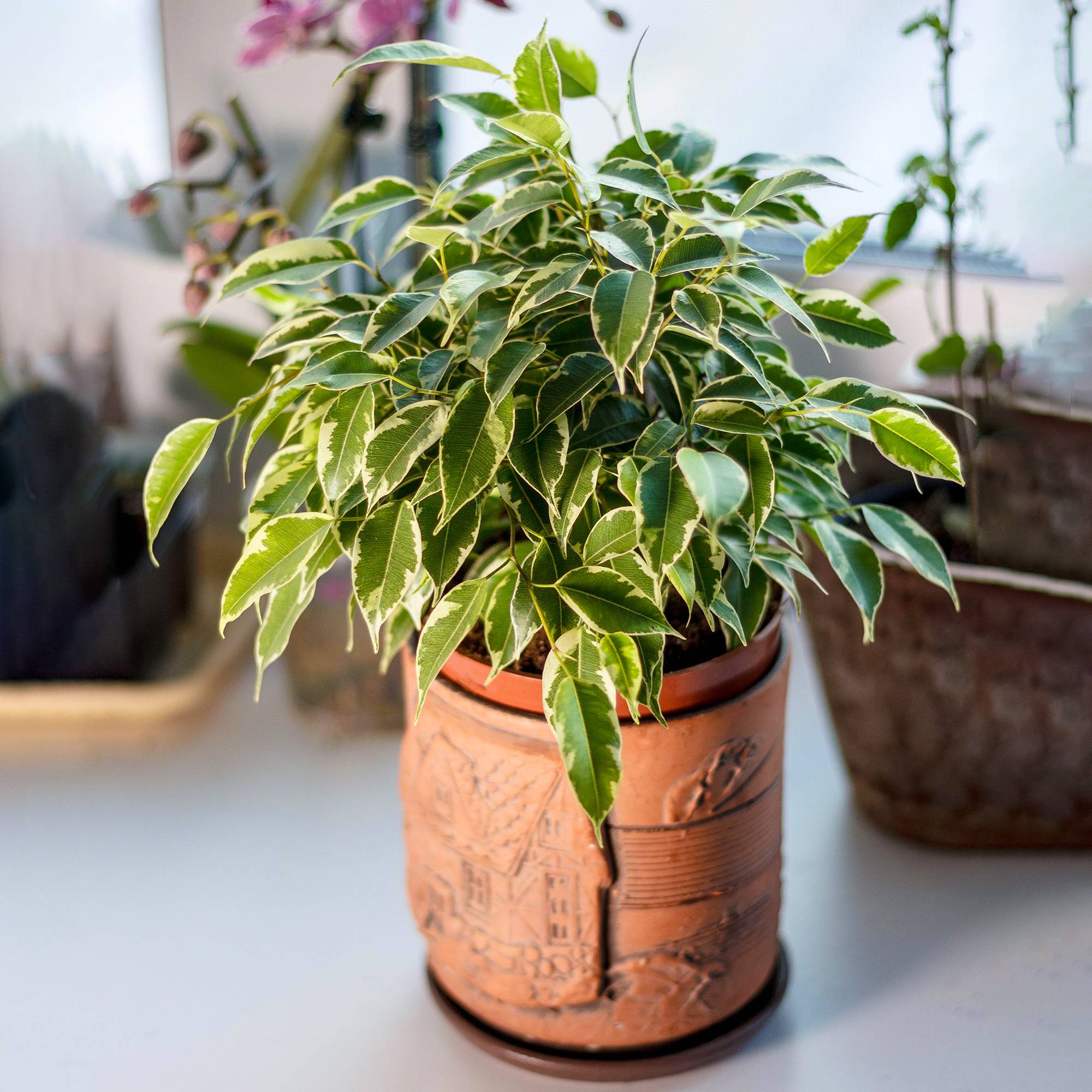 Gardenersdream - Ficus Starlight | Figuier Pleureur Panaché À Feuilles Persistantes | Parfaite Plante De Maison Ou Bureau - GardenersDream - Image 1