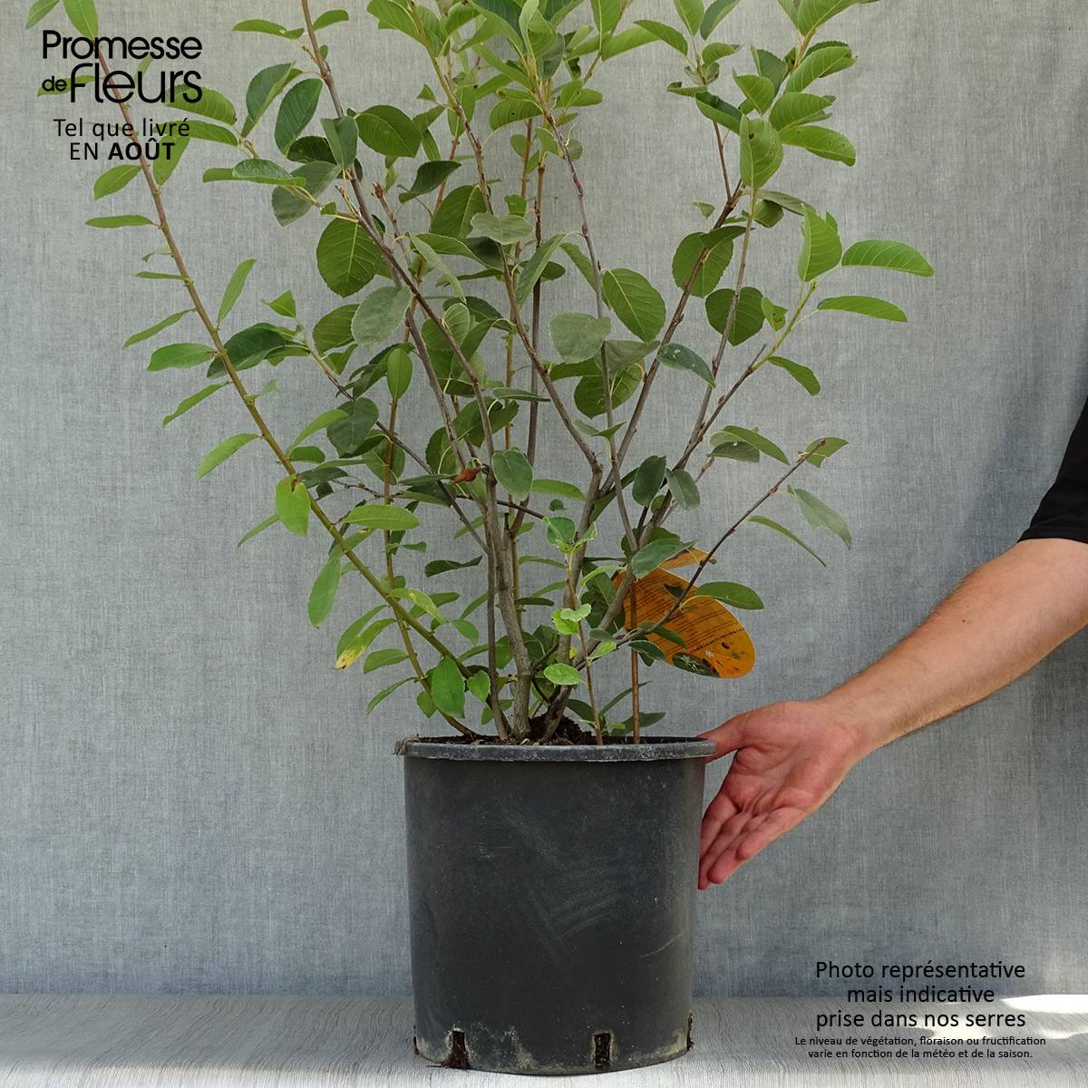 Amelanchier alnifolia Saskatoon Berry Pot de 12L/15L - Image 2