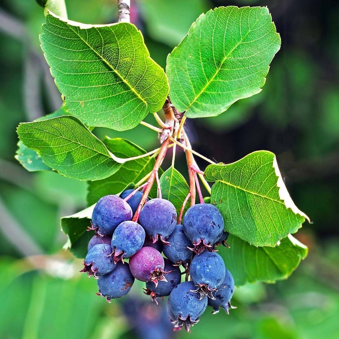 Amelanchier alnifolia Saskatoon Berry Pot de 12L/15L - Image 1