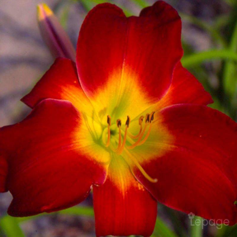3 Hémérocalles 'Cherry Festival' (Hemerocallis 'Cherry Festival') - Lot de 3 vivaces - Pépinières Naudet - Image 1