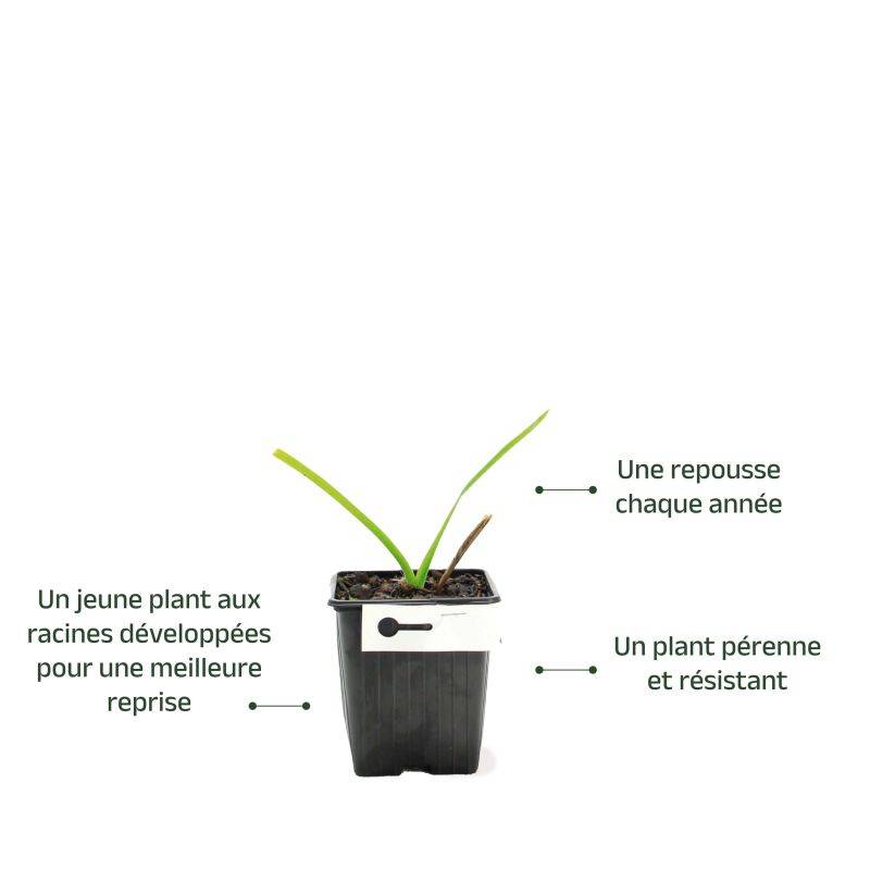 3 Hémérocalles 'Cherry Festival' (Hemerocallis 'Cherry Festival') - Lot de 3 vivaces - Pépinières Naudet - Image 3