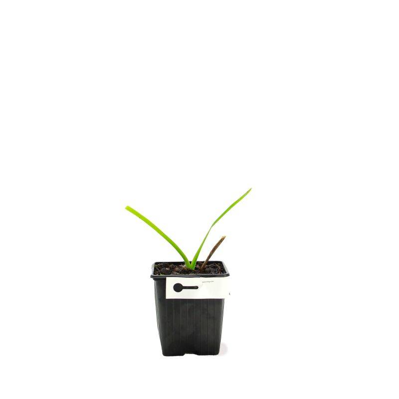 3 Hémérocalles 'Cherry Festival' (Hemerocallis 'Cherry Festival') - Lot de 3 vivaces - Pépinières Naudet - Image 2