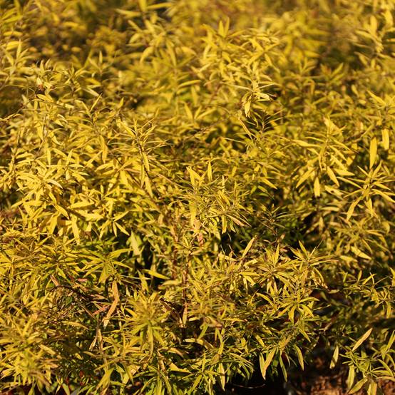 Spiraea thunbergii Ogon - Spirée de Thunberg Pot de 3L/4L - Image 1